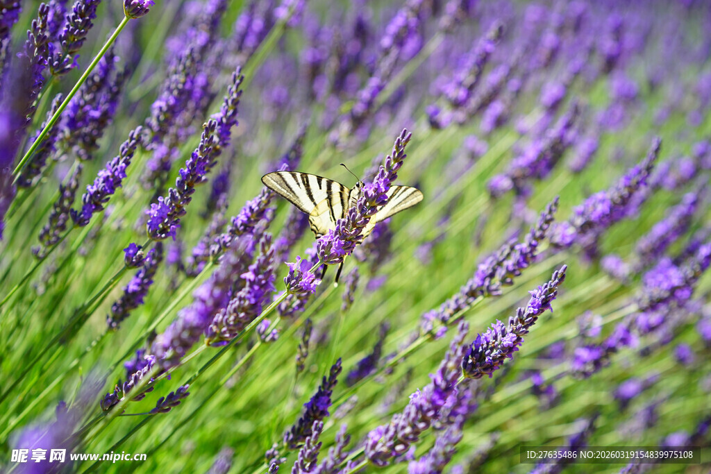 紫色薰衣草花田的浪漫