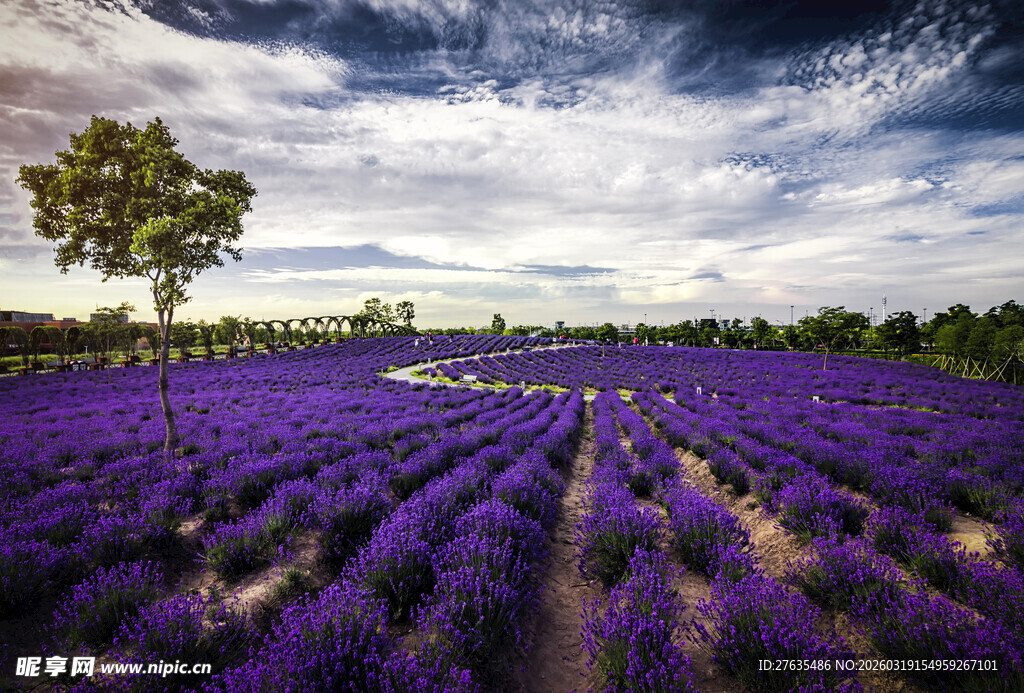 紫色薰衣草田的梦幻美景