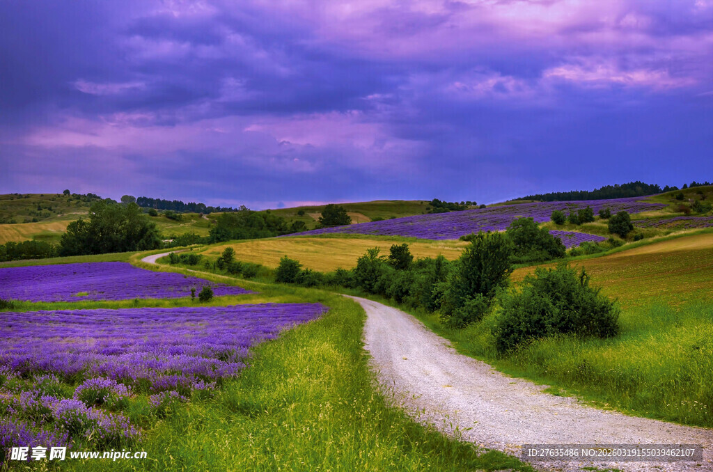 紫色花田中的蜿蜒小路