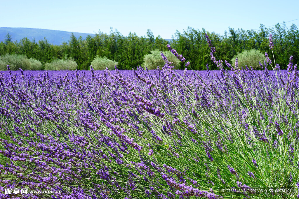 紫色薰衣草花田美景