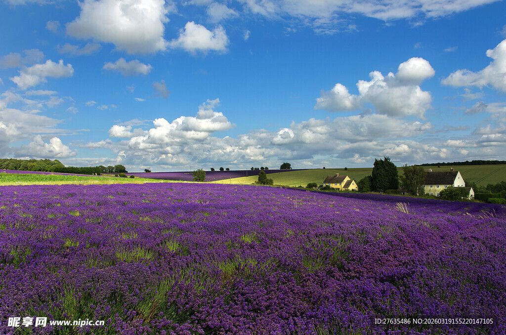 紫色薰衣草花海美景