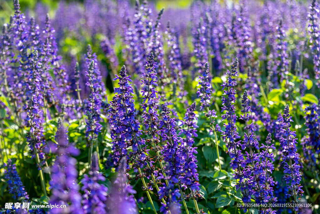 紫色薰衣草花田美景
