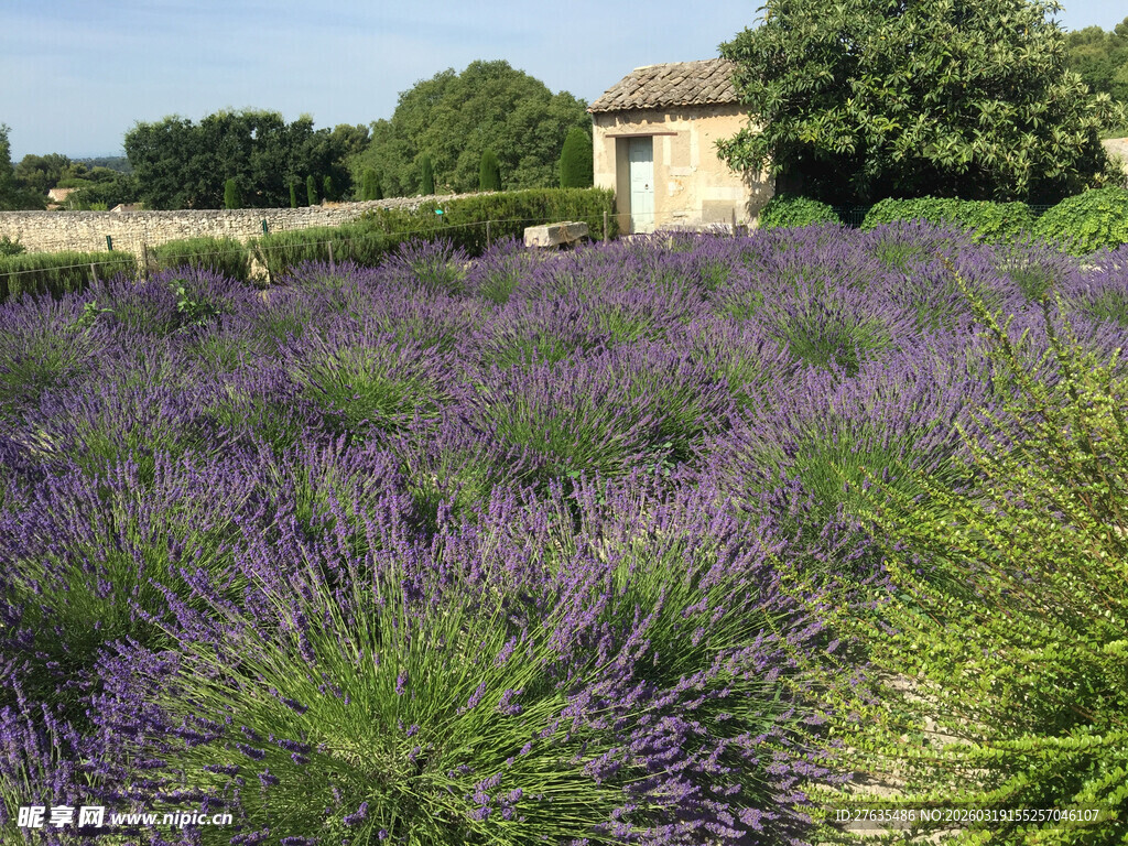 紫色薰衣草田的迷人风光
