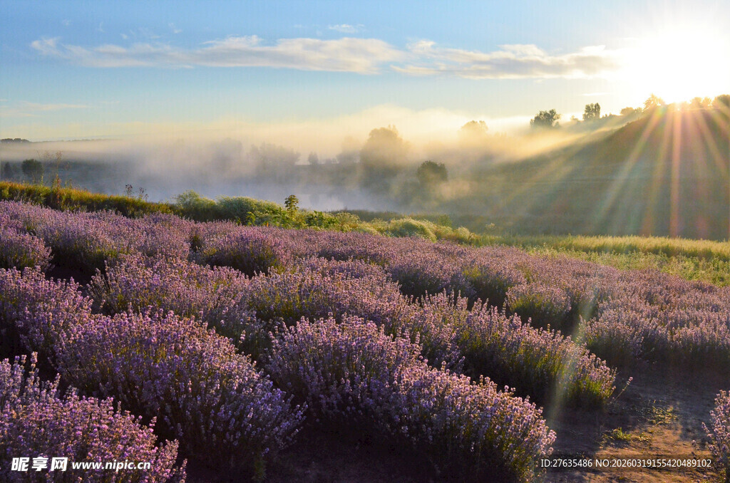 晨曦下的薰衣草花田
