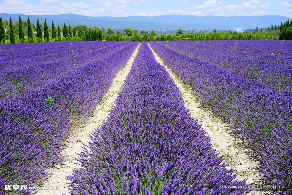 紫色薰衣草田的美丽风光