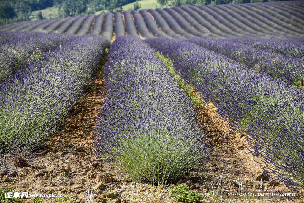 紫色薰衣草田的美丽景致