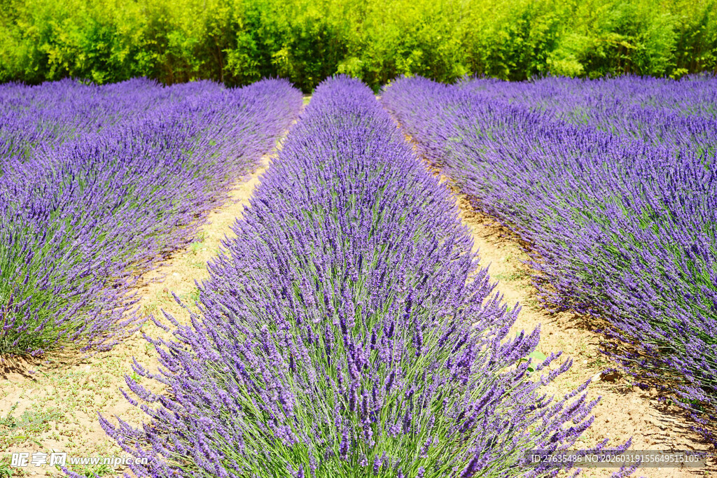 紫色薰衣草田的美丽景致