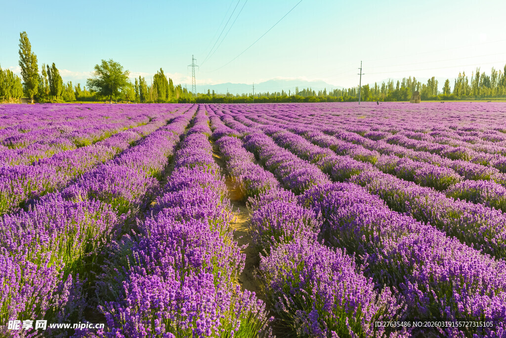 紫色薰衣草花田美景