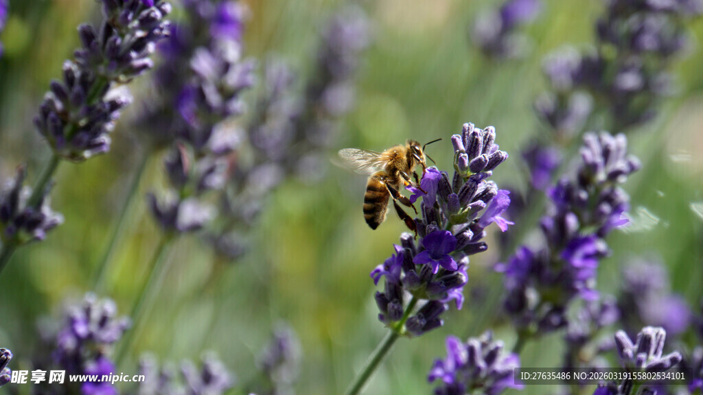 薰衣草花丛中的忙碌蜜蜂