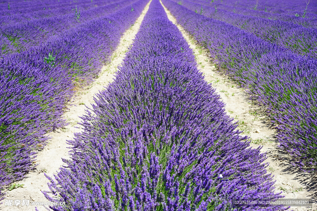 紫色薰衣草田中的美丽小径
