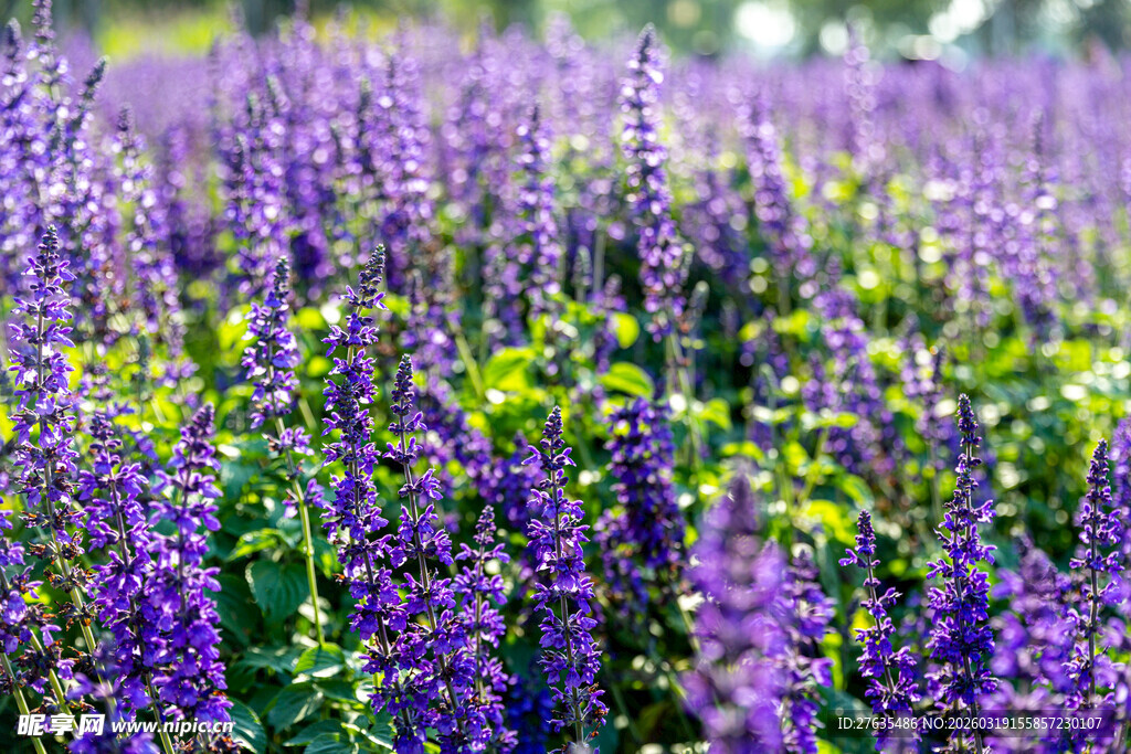 紫色鼠尾草花海美景