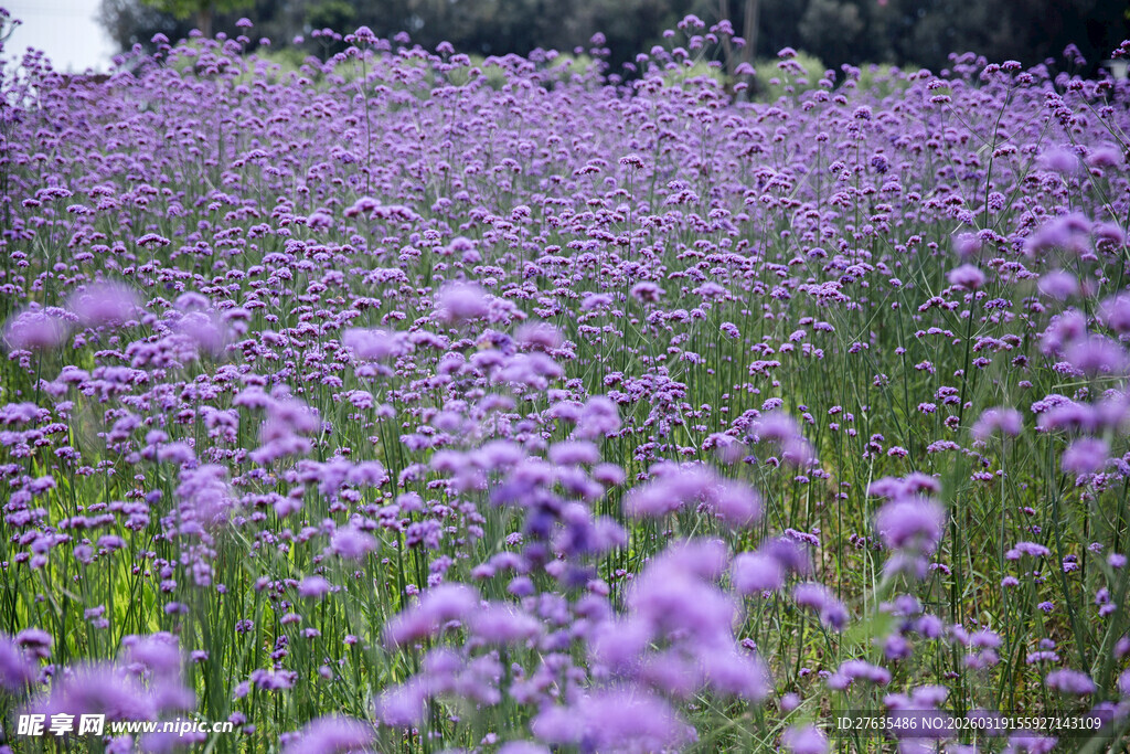 紫色花海浪漫美丽