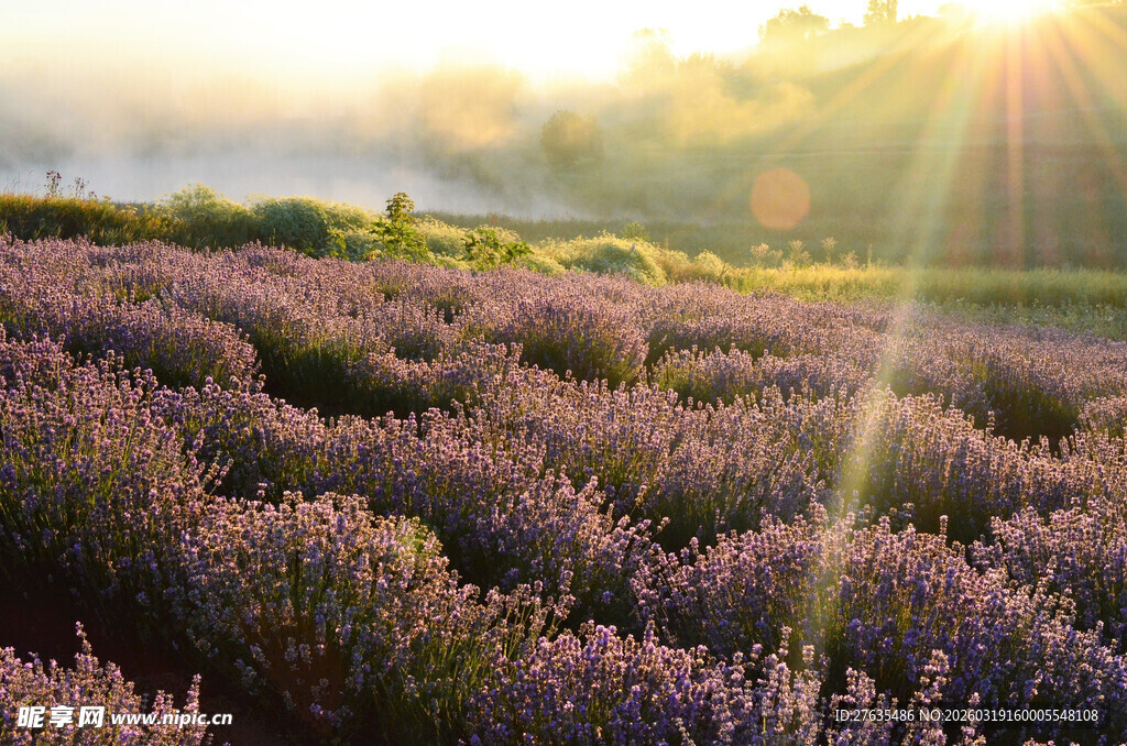 阳光下的薰衣草花田