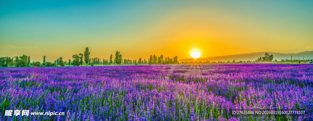 夕阳下的紫色花海