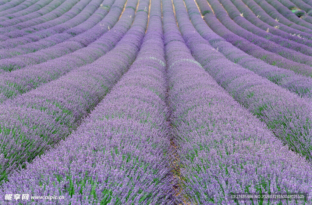 紫色薰衣草花田美景