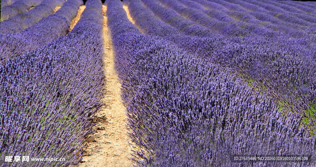 紫色薰衣草田中的小路