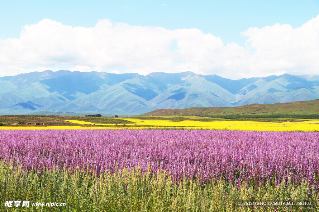 紫色花海与远山美景