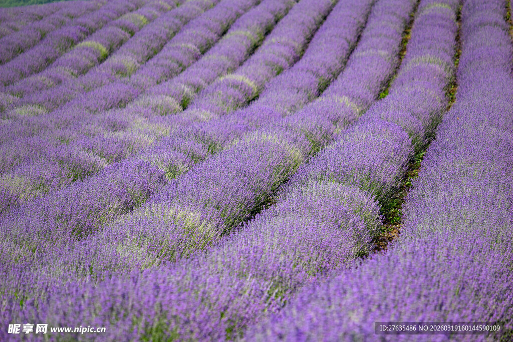 紫色薰衣草田浪漫景致