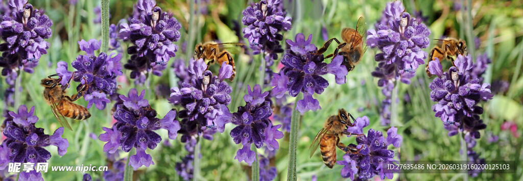 紫色花丛绽放美丽瞬间