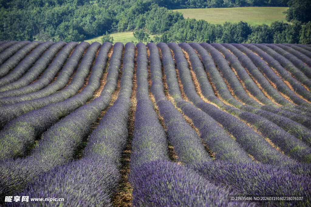 紫色薰衣草田美丽景致