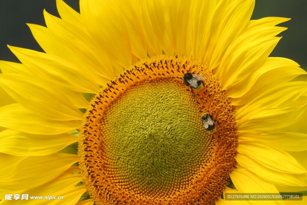 向日葵上的忙碌小蜜蜂