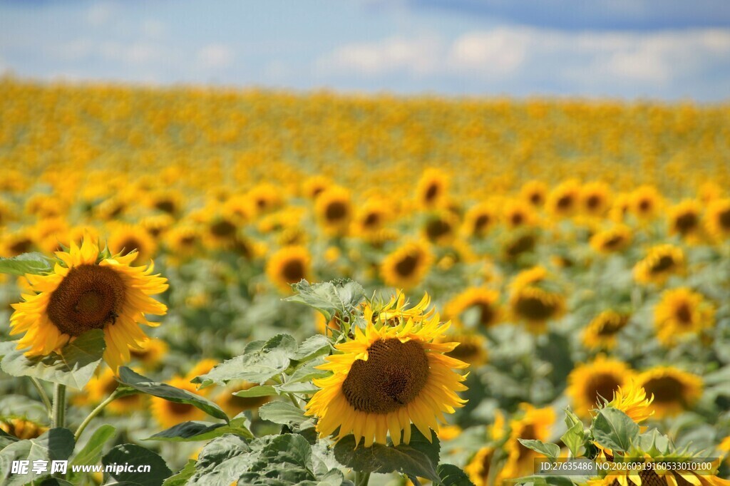 金色向日葵花海景观