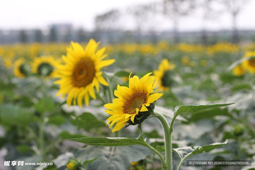 向日葵花田中的灿烂花朵