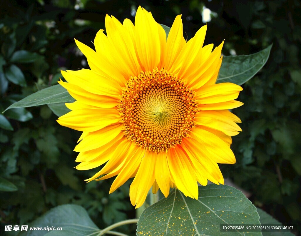 绽放的艳丽向日葵