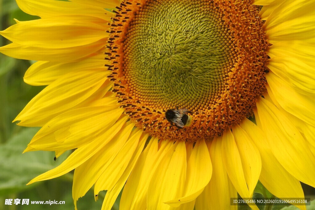 向日葵上的蜜蜂