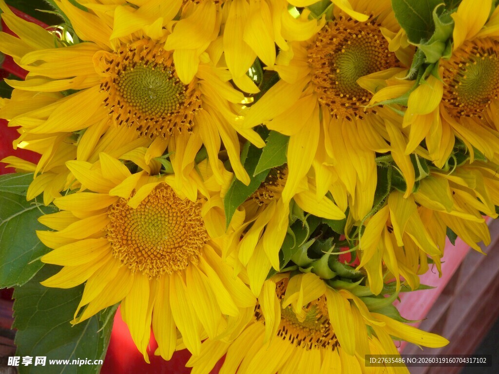 鲜艳向日葵绽放的美丽