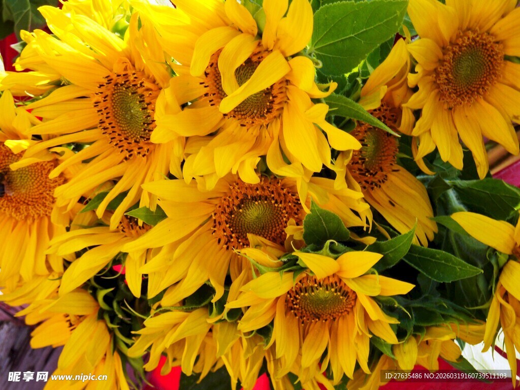 鲜艳向日葵花束特写