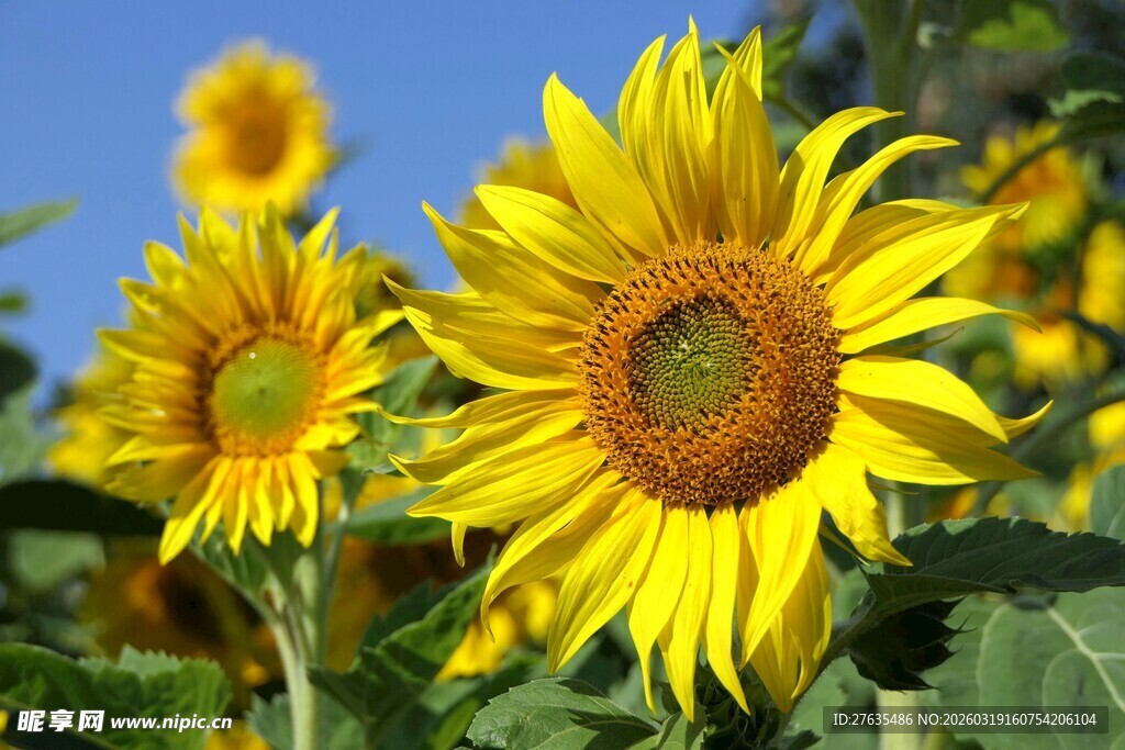 灿烂向日葵绽放蓝天之下