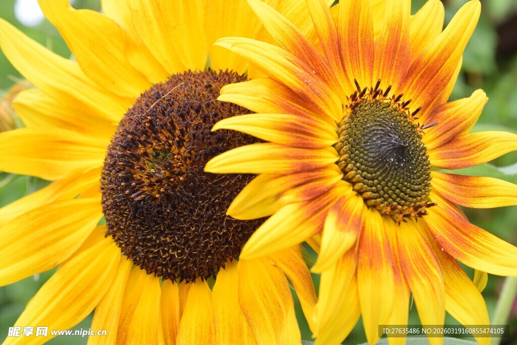 两朵灿烂向日葵绽放