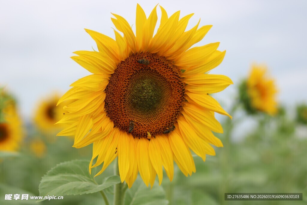 灿烂向日葵绽放于田野