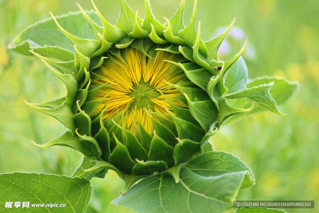 含苞待放的向日葵