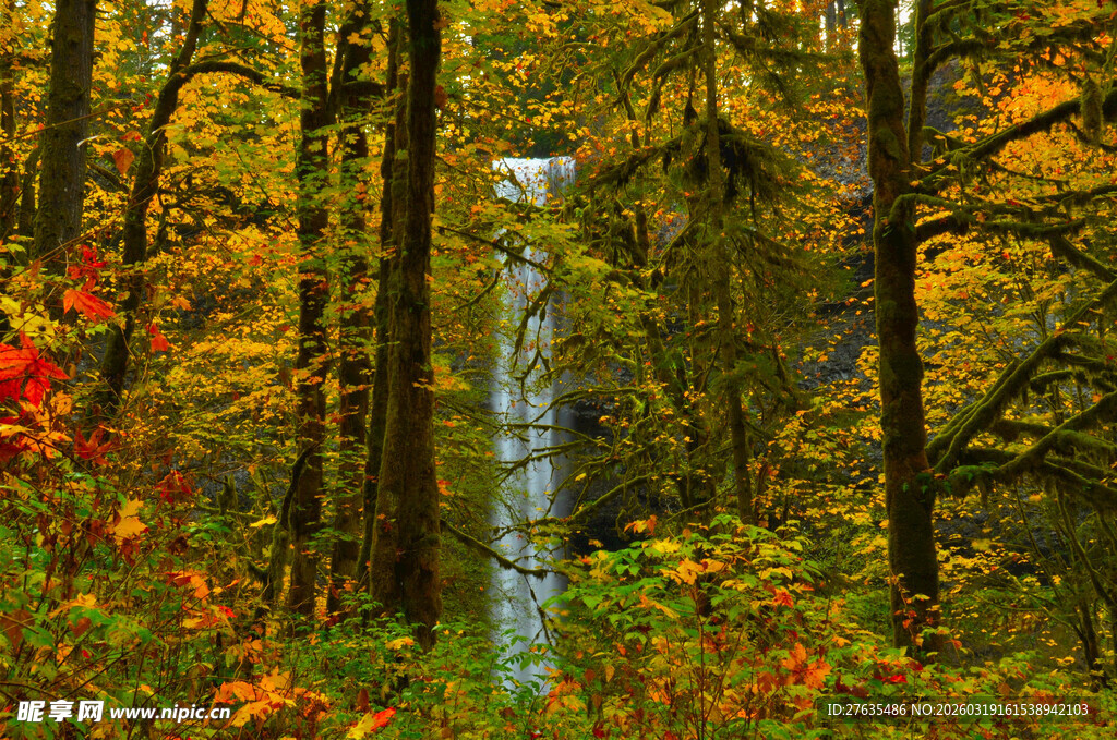 秋日森林中的斑斓景致
