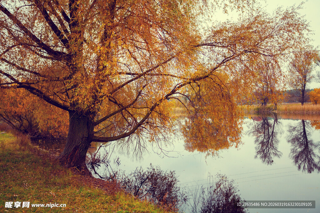 秋日湖畔垂柳美景