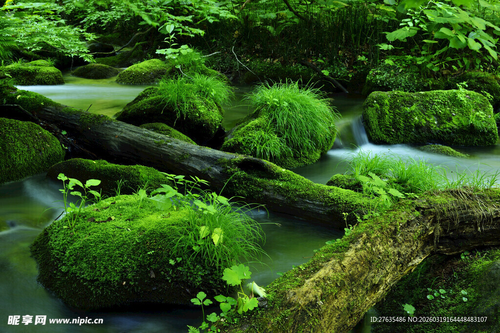 青苔覆盖的溪边枯木景观