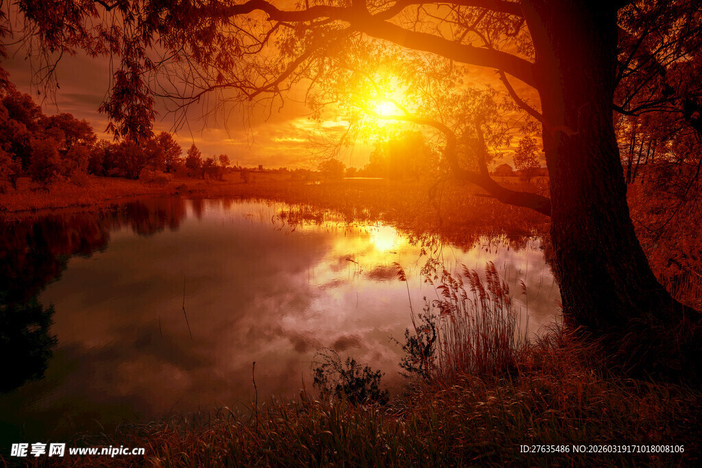 夕阳下静谧的湖畔树林
