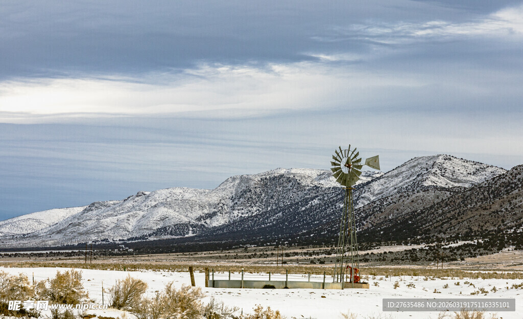 雪山旷野中的孤立树木