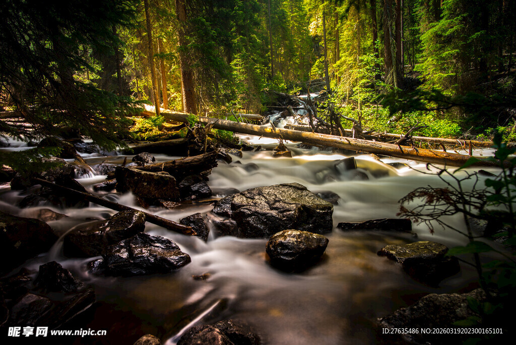 森林中溪流上的木桥景观