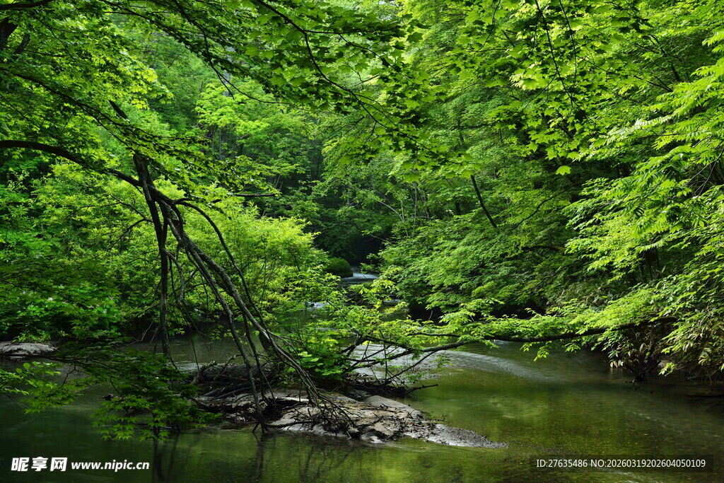 林间溪流绿意盎然的景致