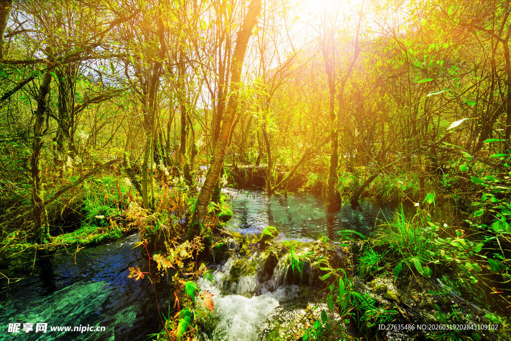 阳光洒落林间的清澈溪流
