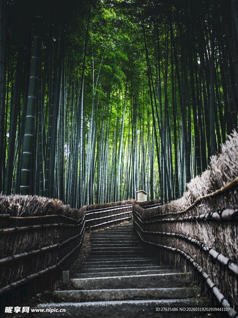 竹林中的幽静石阶小道