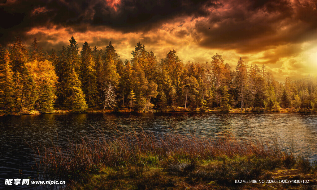 夕阳下的绚烂树林