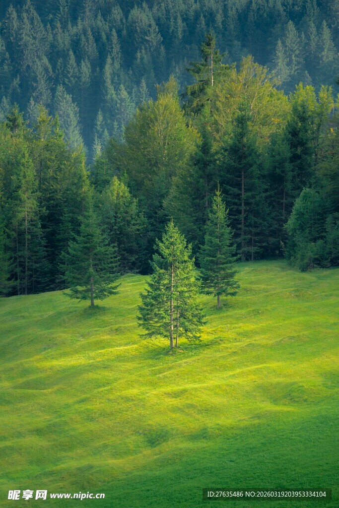 山间绿野中的孤独小树