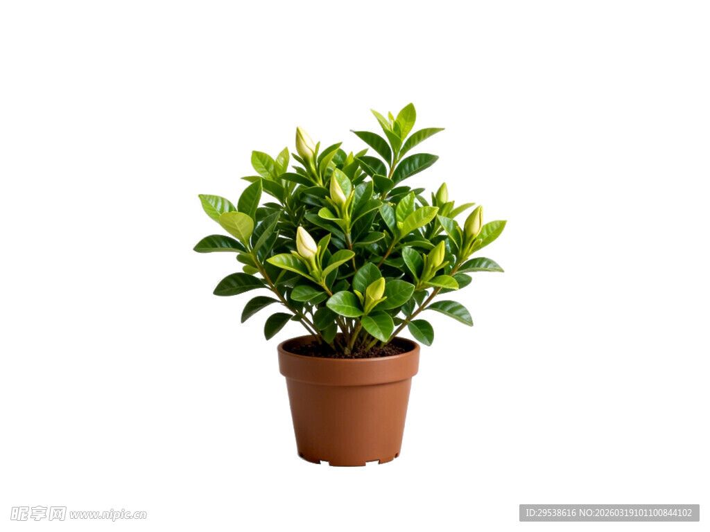 棕色花盆中的翠绿盆栽