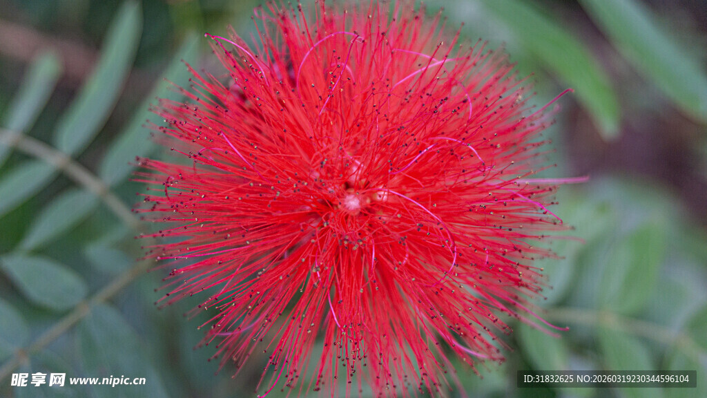 艳丽朱缨花特写