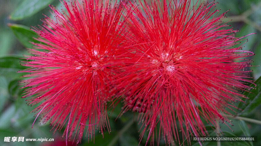 艳丽朱缨花绽放