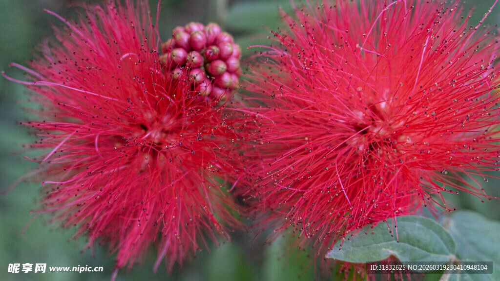 艳丽朱缨花绽放